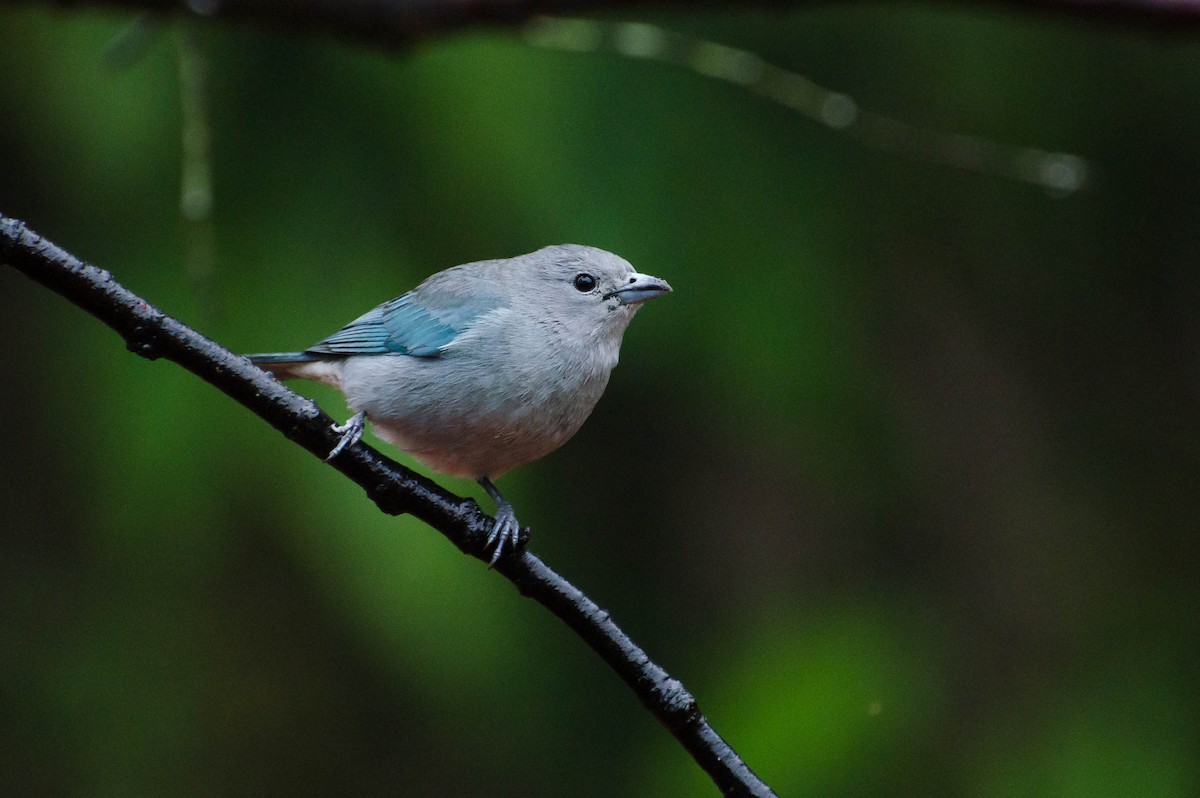 Sayaca Tanager - ML103448141