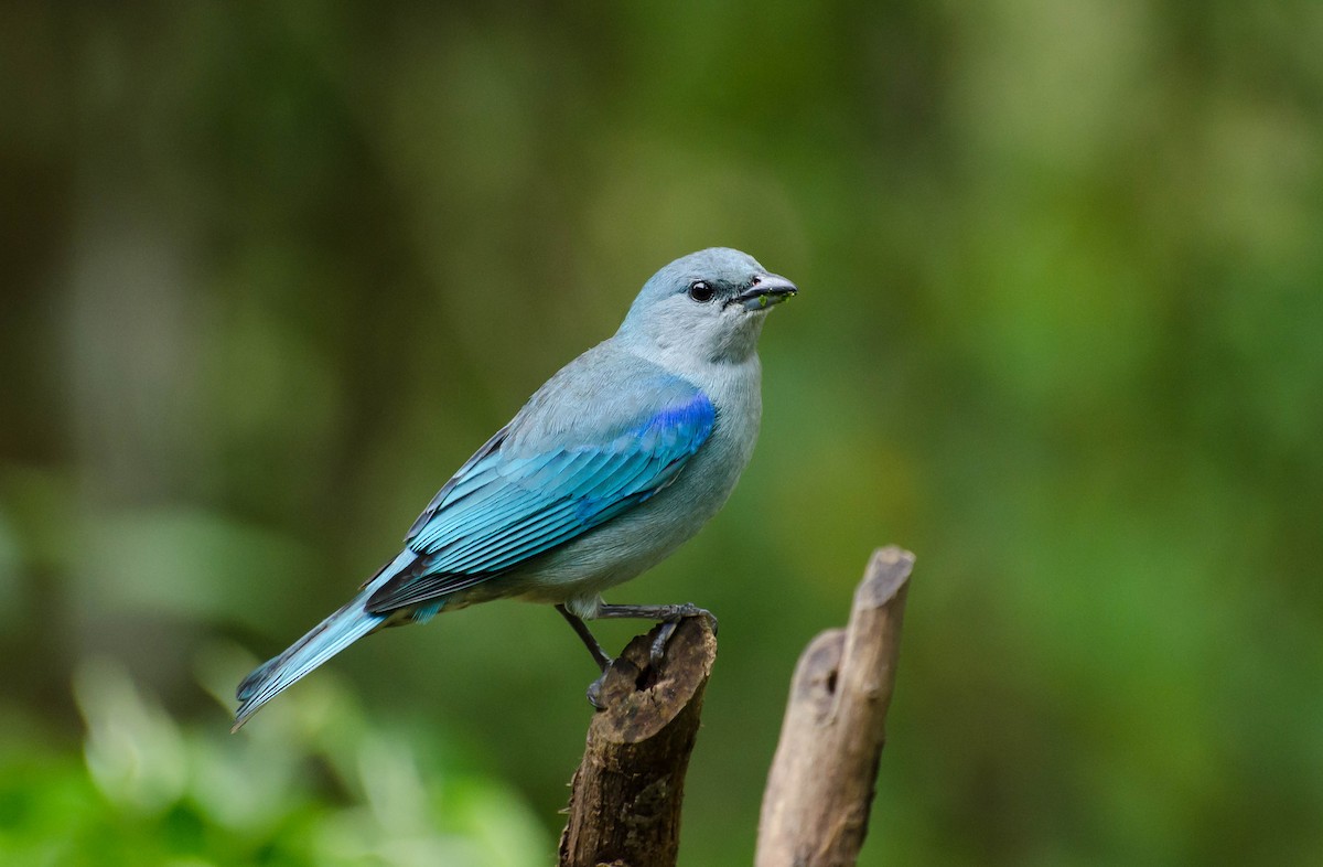 Azure-shouldered Tanager - ML103448161