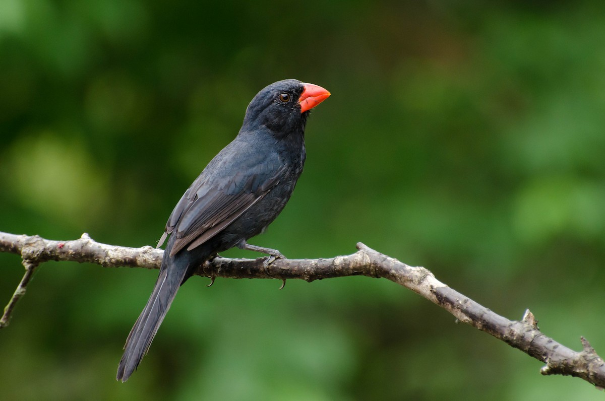 Black-throated Grosbeak - ML103448231