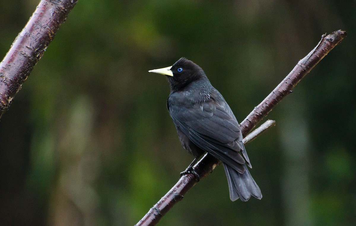 Red-rumped Cacique - ML103448301