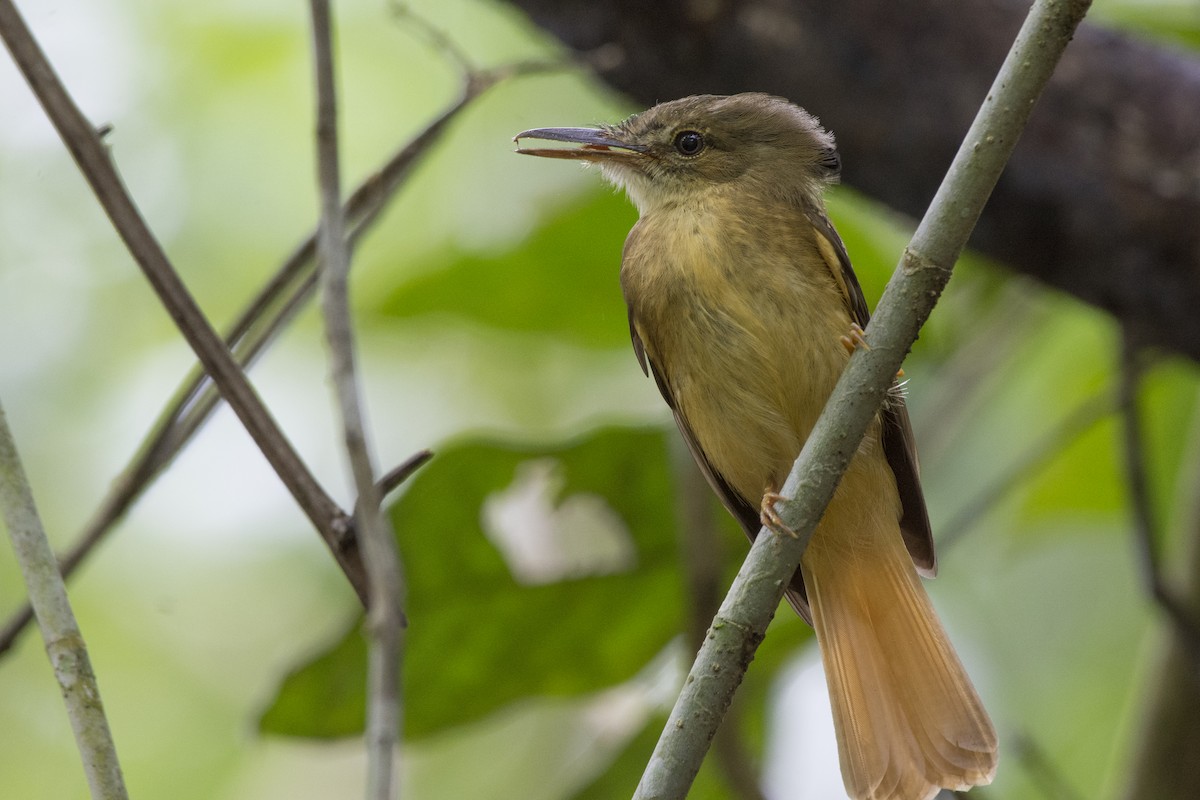 Tropical Royal Flycatcher - ML103449251