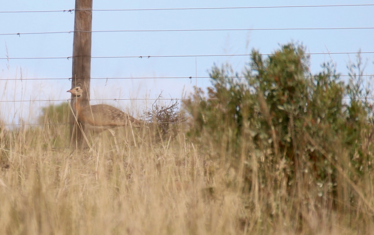 White-bellied Bustard - ML103449321