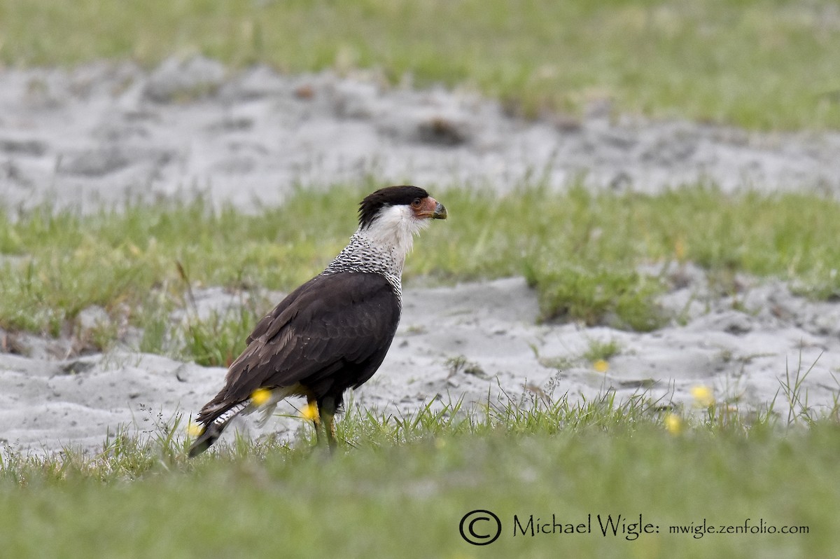 Crested Caracara (Northern) - ML103451511