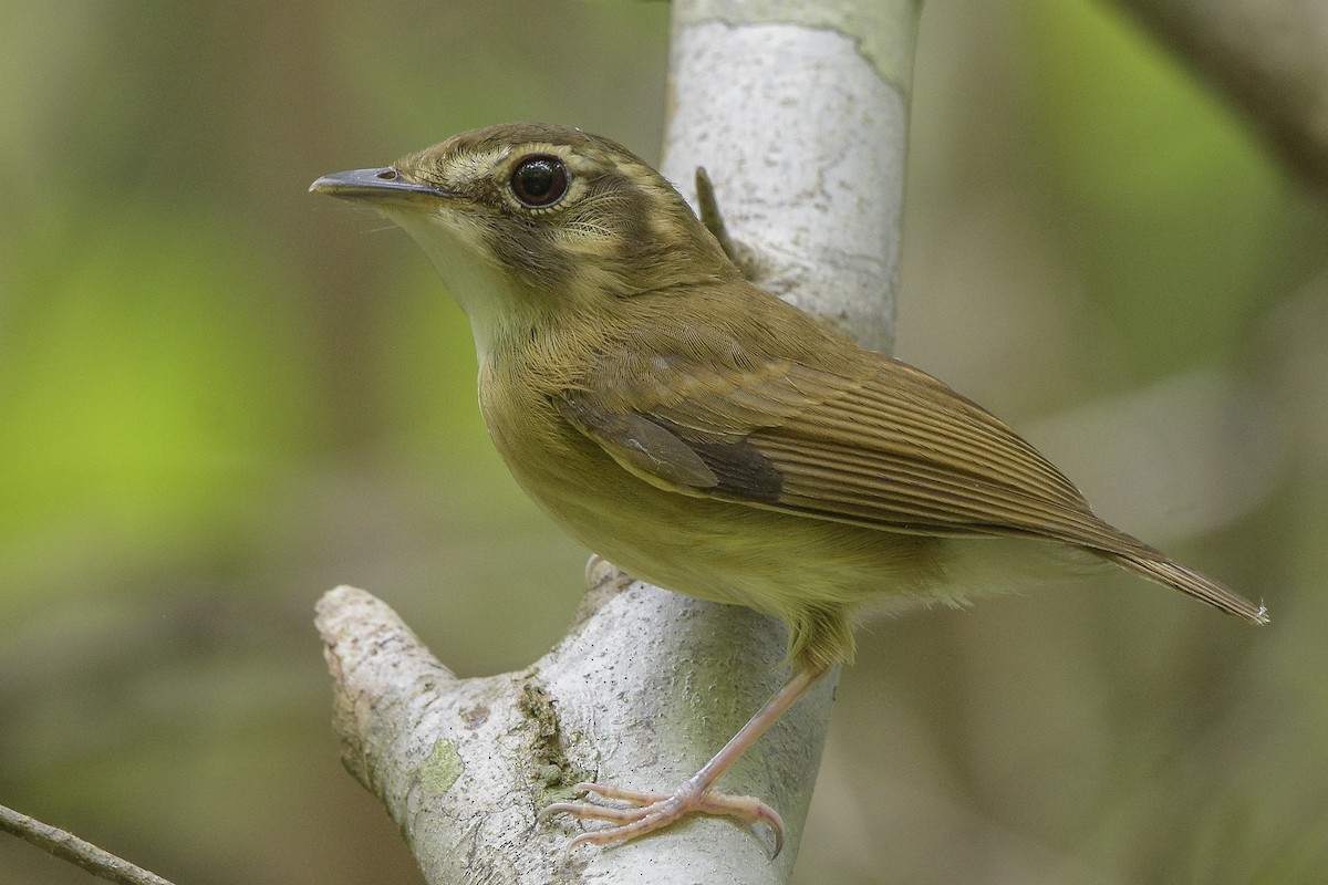 Stub-tailed Spadebill - Carlos Echeverría