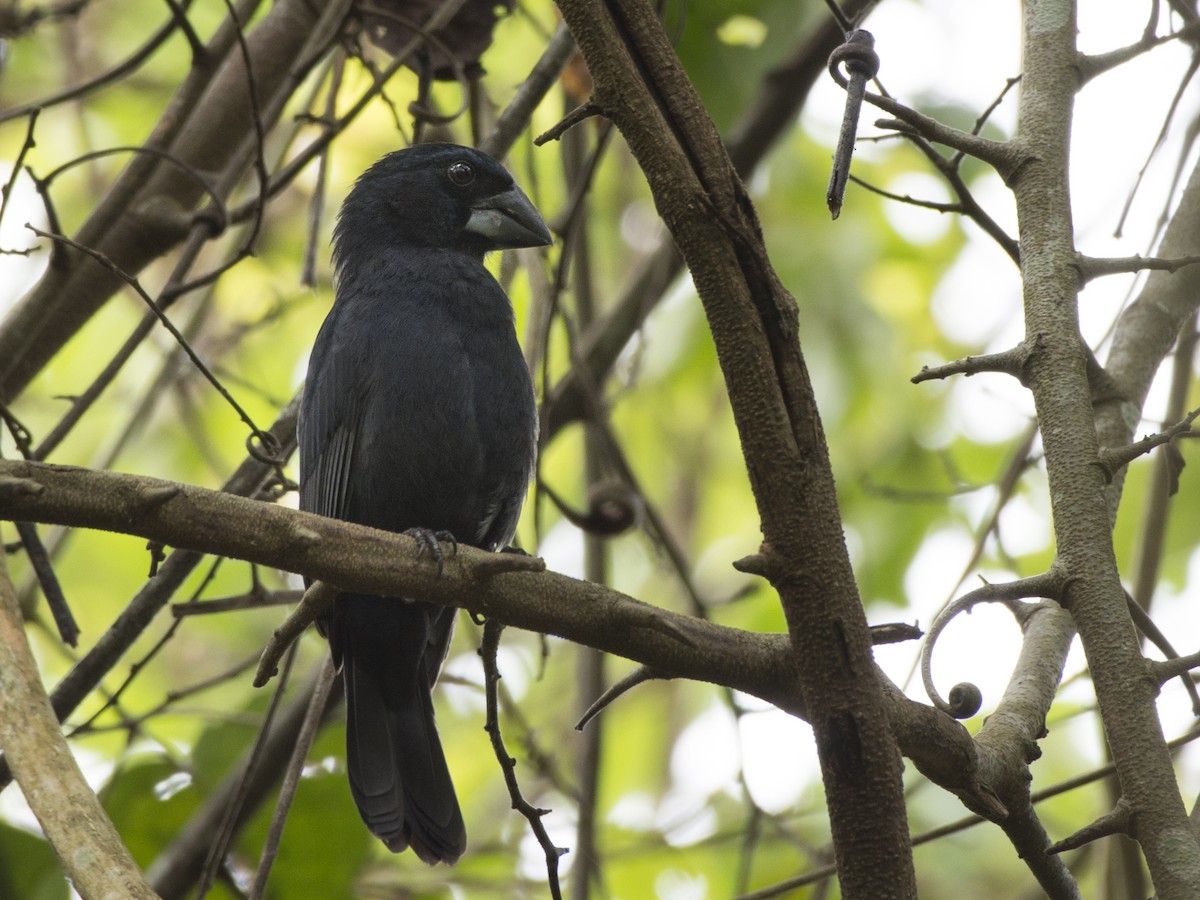 Blue-black Grosbeak - Carlos Echeverría