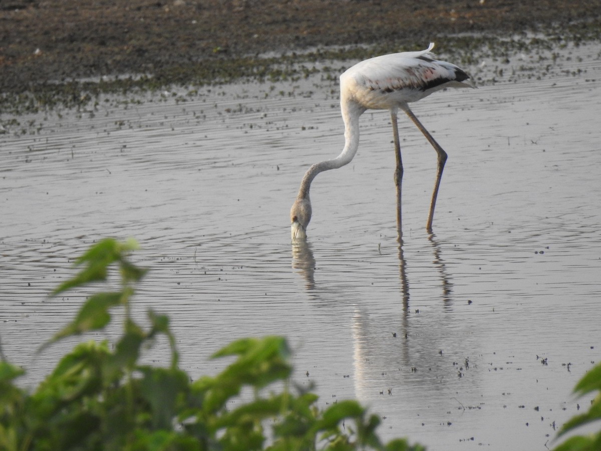 Greater Flamingo - ML103453031