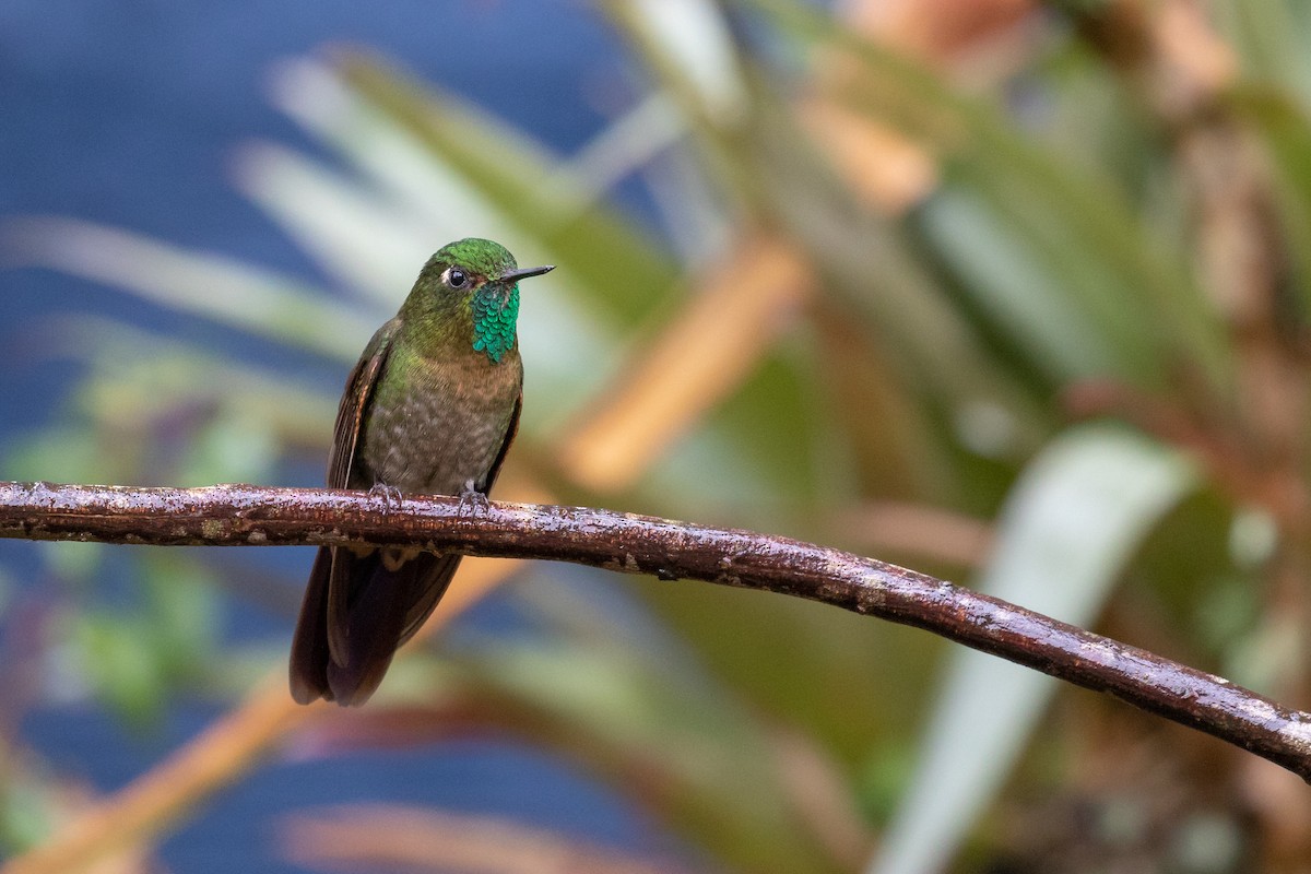 Tyrian Metaltail - Drew Weber