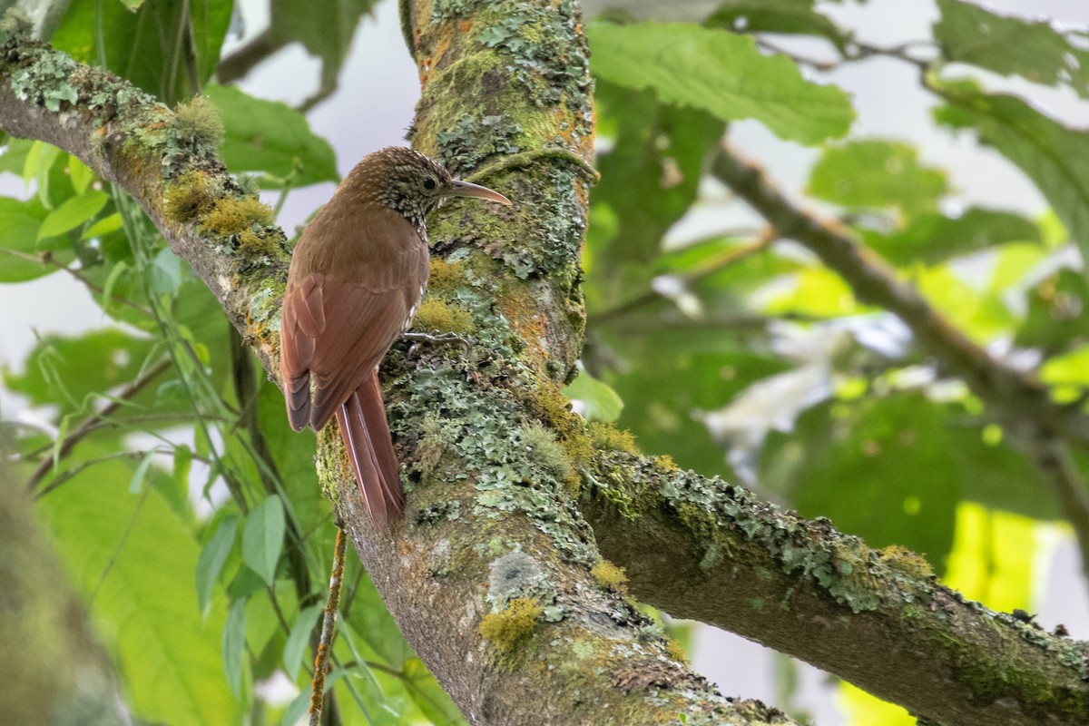 Montane Woodcreeper - ML103453911