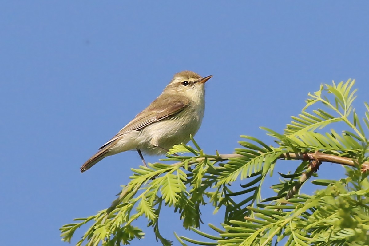 Ногоовор дууч шувуу - ML103454151