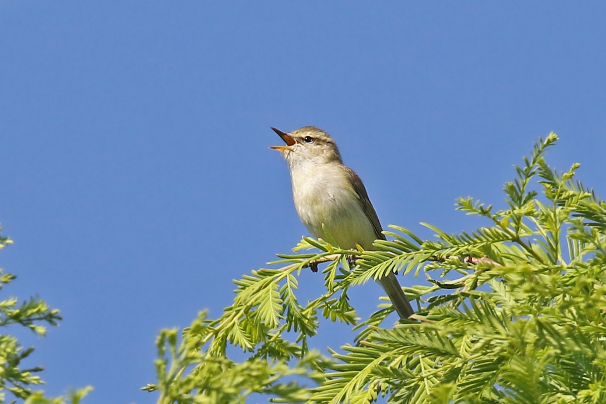 Ногоовор дууч шувуу - ML103454161