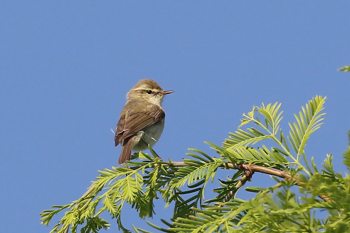 Ногоовор дууч шувуу - ML103454171