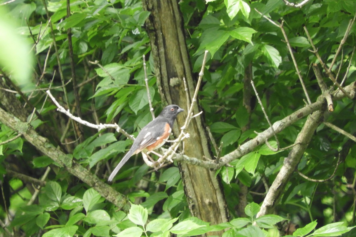 Eastern Towhee - ML103455931