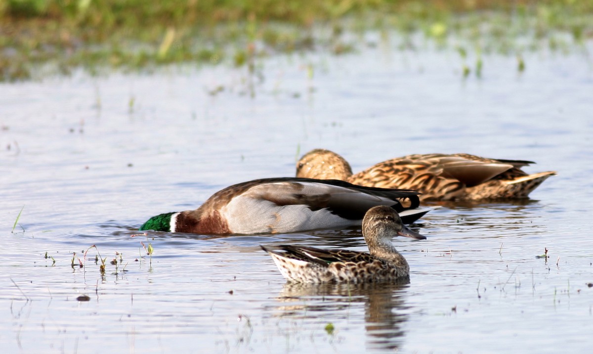 Green-winged Teal (American) - Shai Mitra