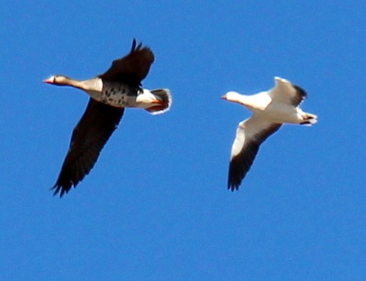 Ross's Goose - ML103456911