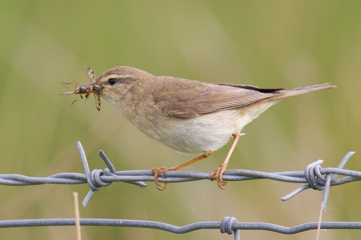 Willow Warbler - ML103457941