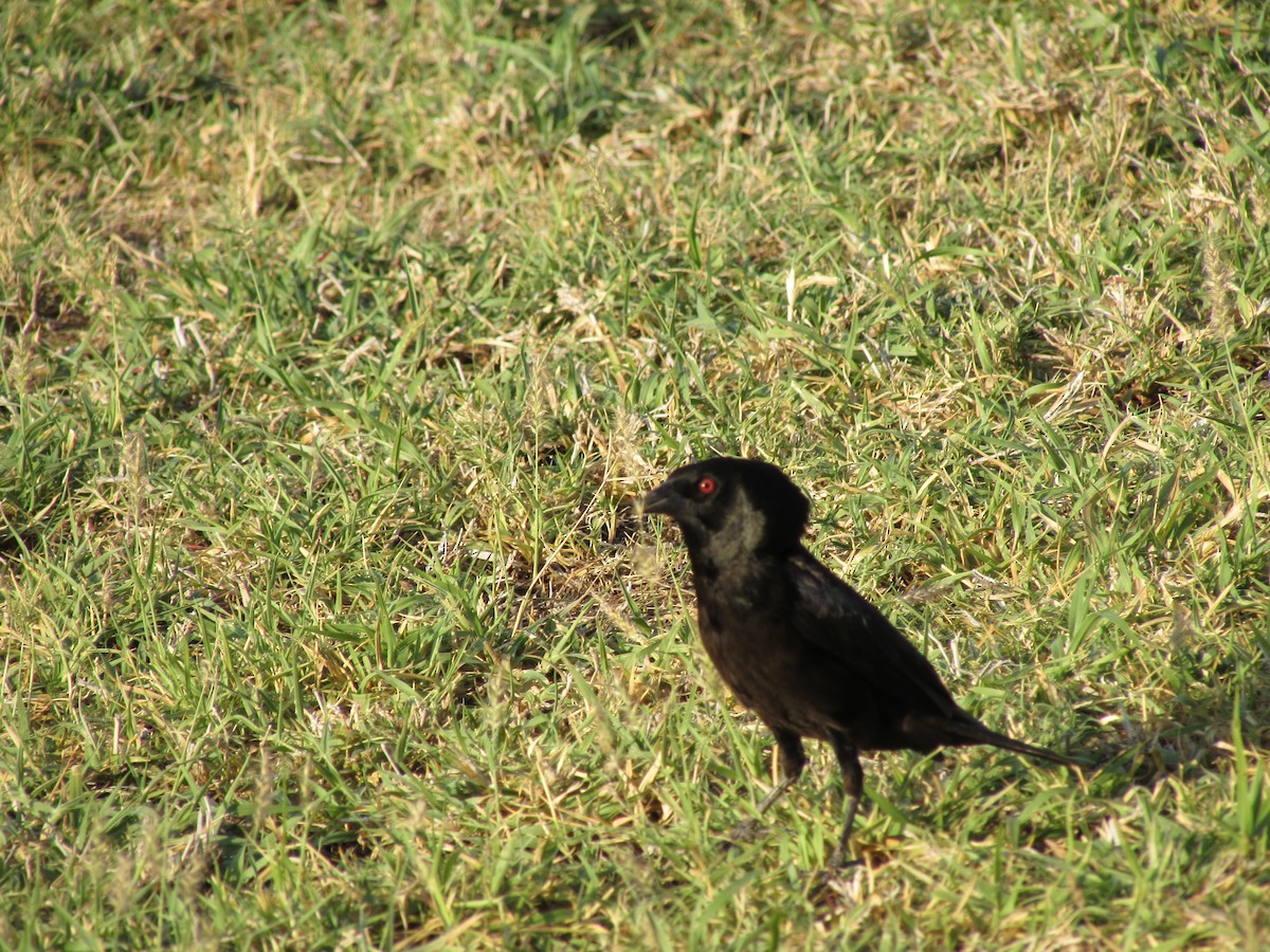 Bronzed Cowbird - Oscar Enrique López Bujanda