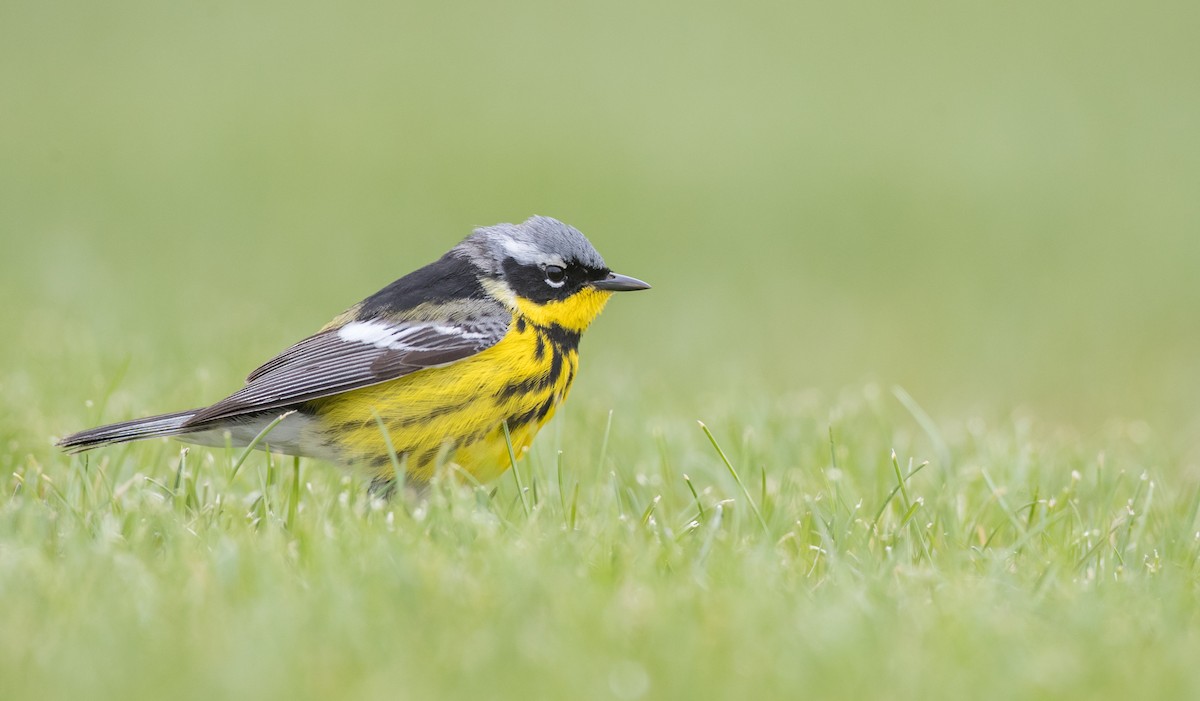 Magnolia Warbler - ML103458081