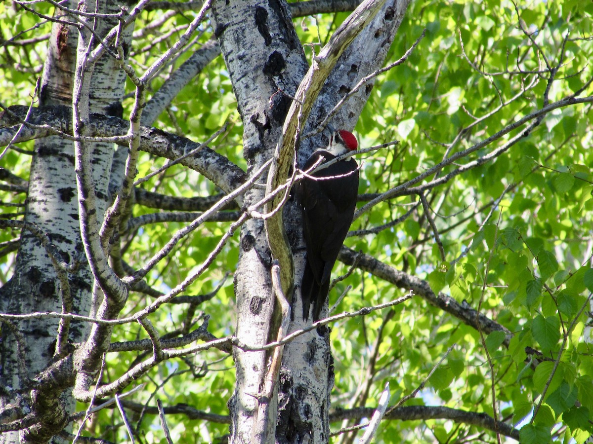 Pileated Woodpecker - ML103458351