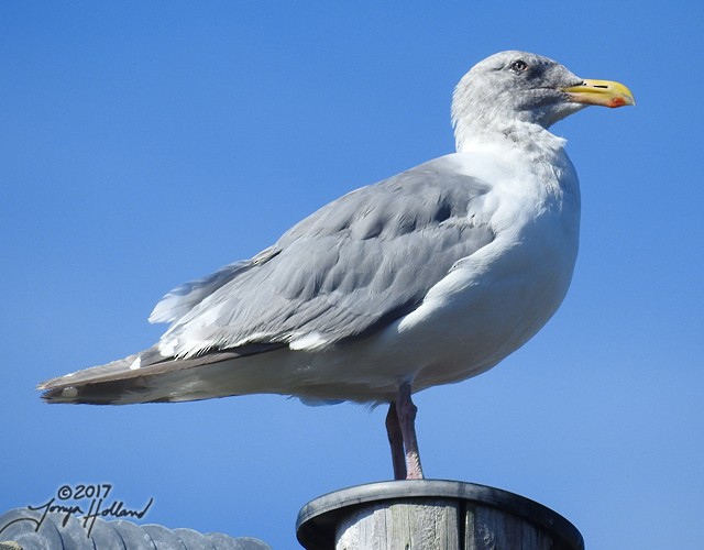 Western x Glaucous-winged Gull (hybrid) - Tonya Holland