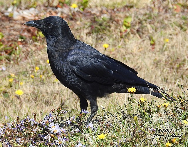 American Crow - Tonya Holland