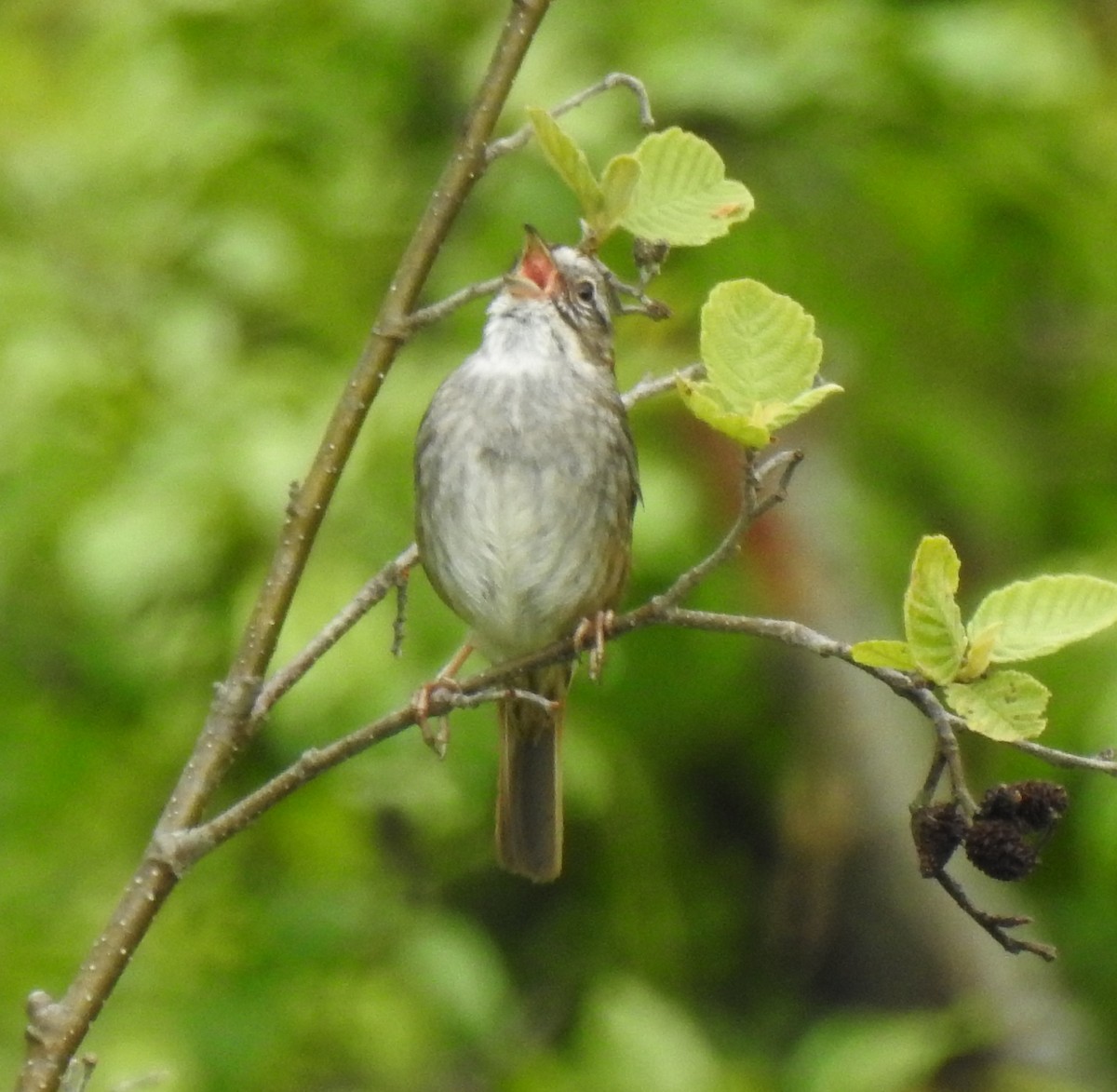 Swamp Sparrow - ML103459131