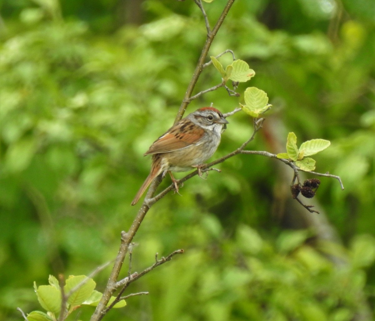 Swamp Sparrow - ML103459151