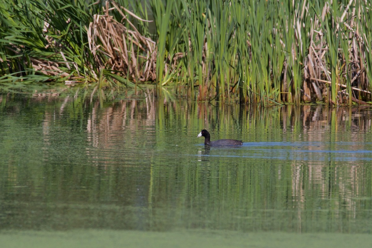 American Coot - Bruce Gates