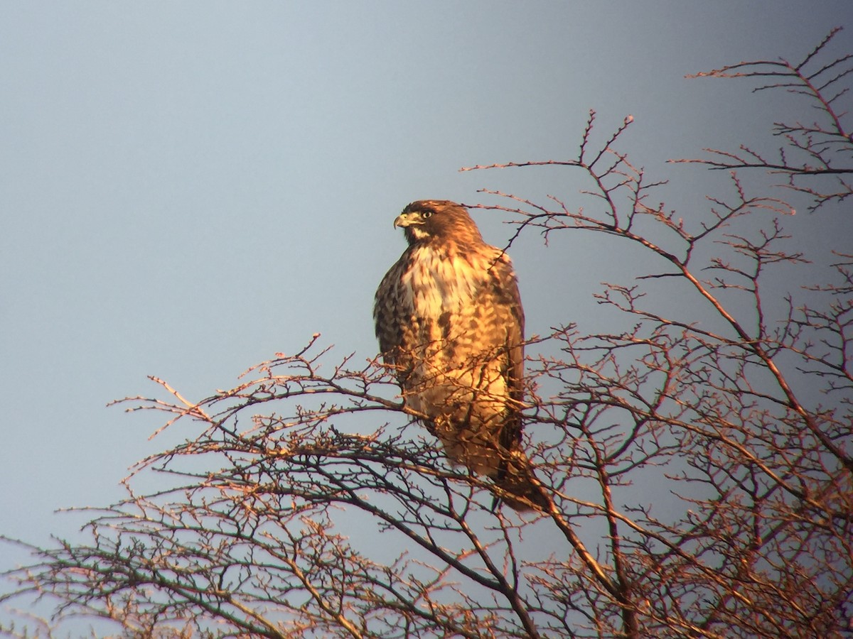 Rufous-tailed Hawk - ML103459801