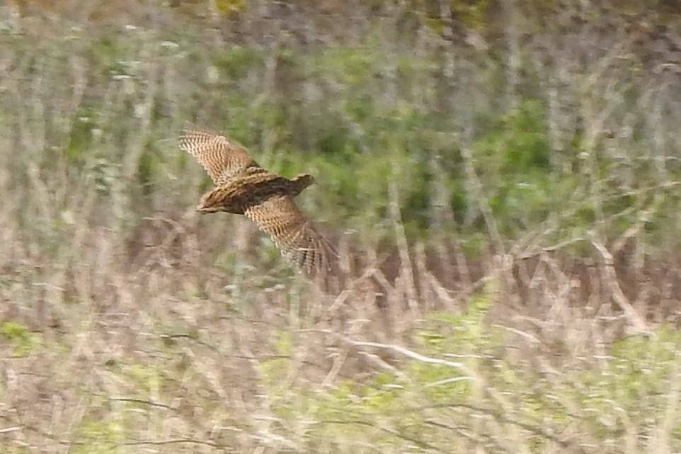 Spotted Nothura - ML103459911