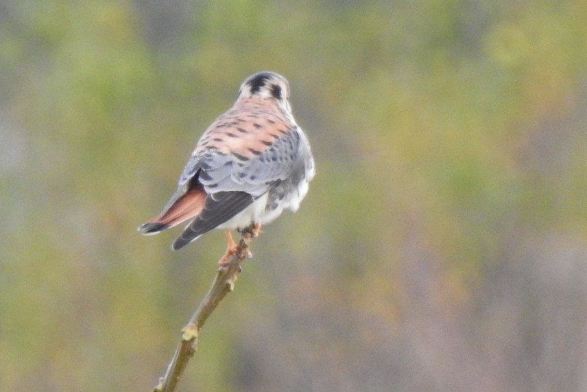 American Kestrel - ML103460141
