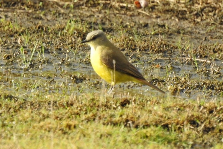 Cattle Tyrant - ML103460281