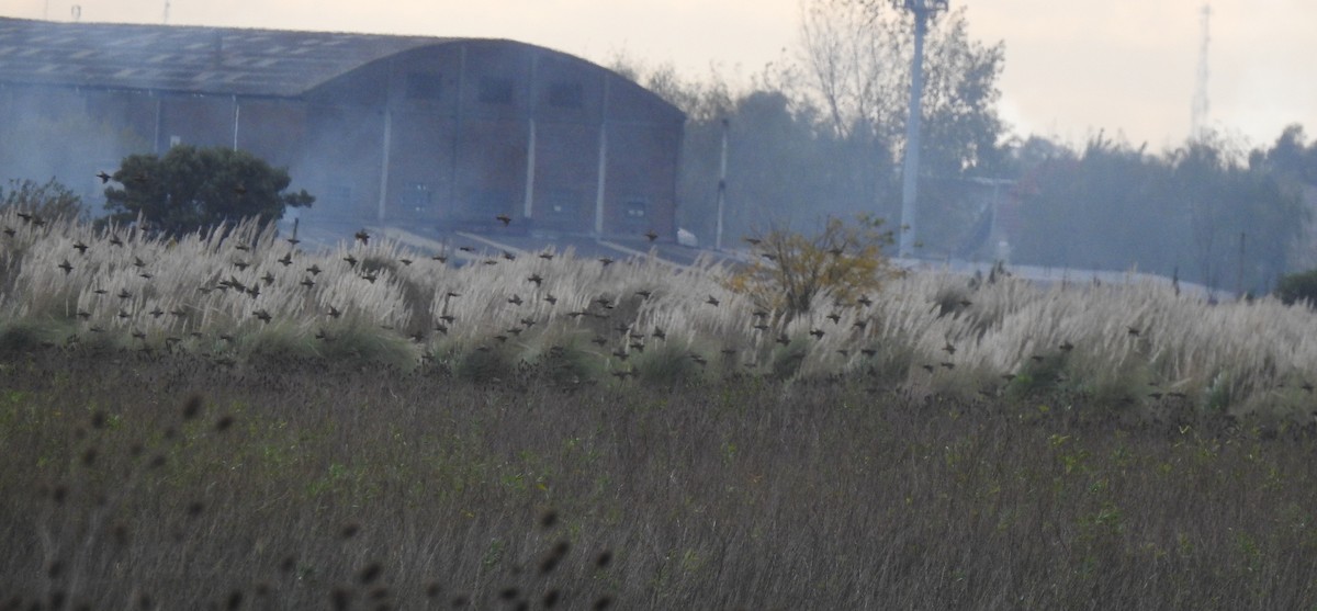 European Starling - ML103461251