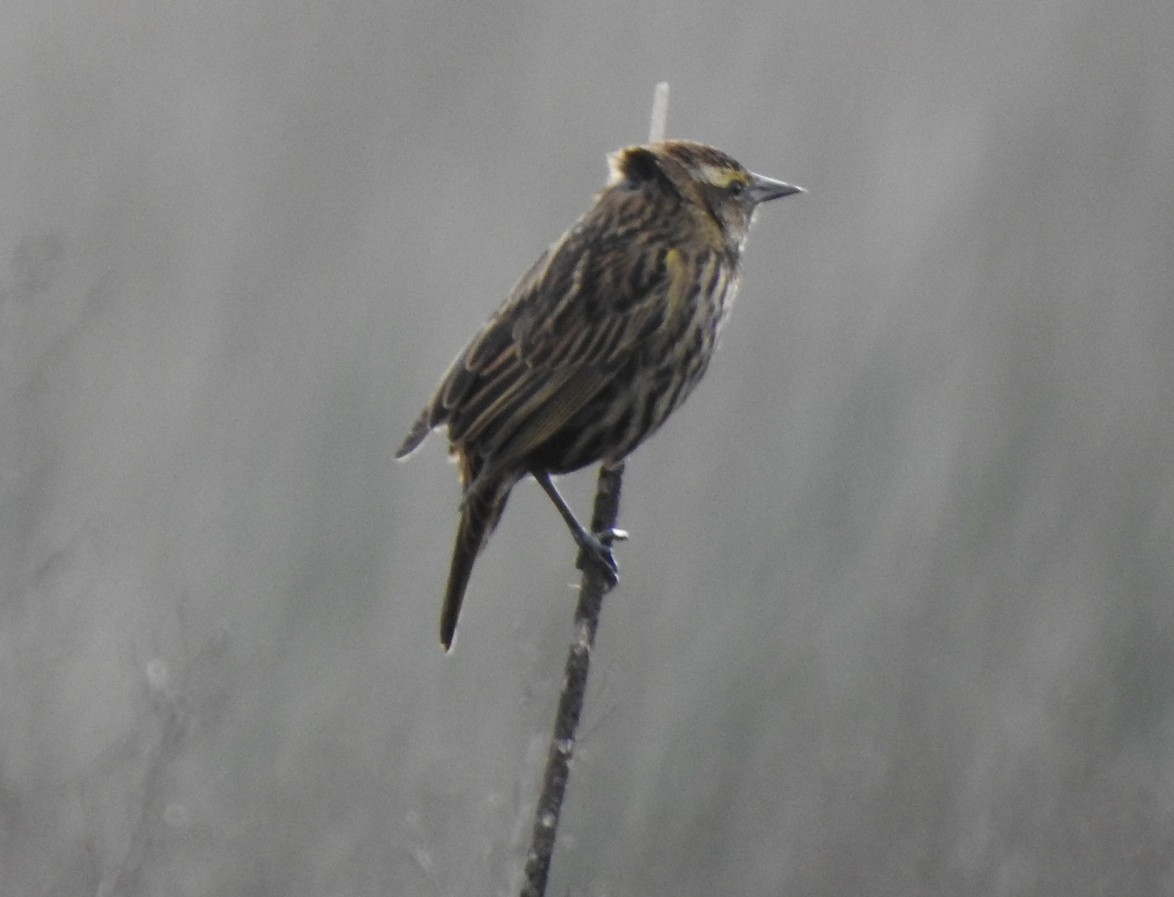 Yellow-winged Blackbird - julian baigorria / Iguazú Birdwatching