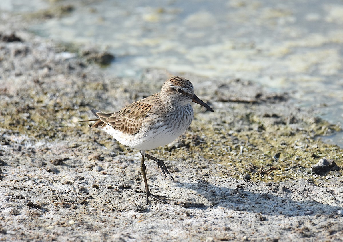 White-rumped Sandpiper - ML103464181