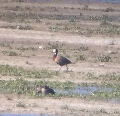 White-faced Whistling-Duck - ML103464211