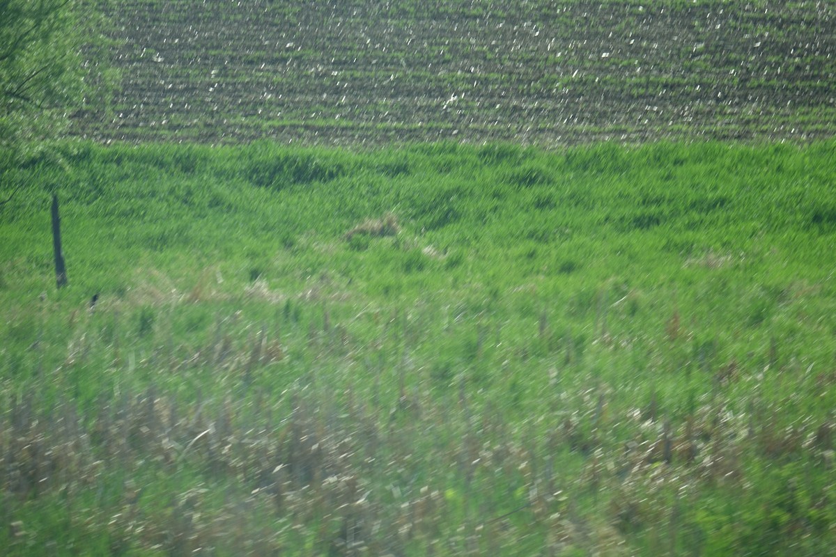 Red-winged Blackbird - ML103465101