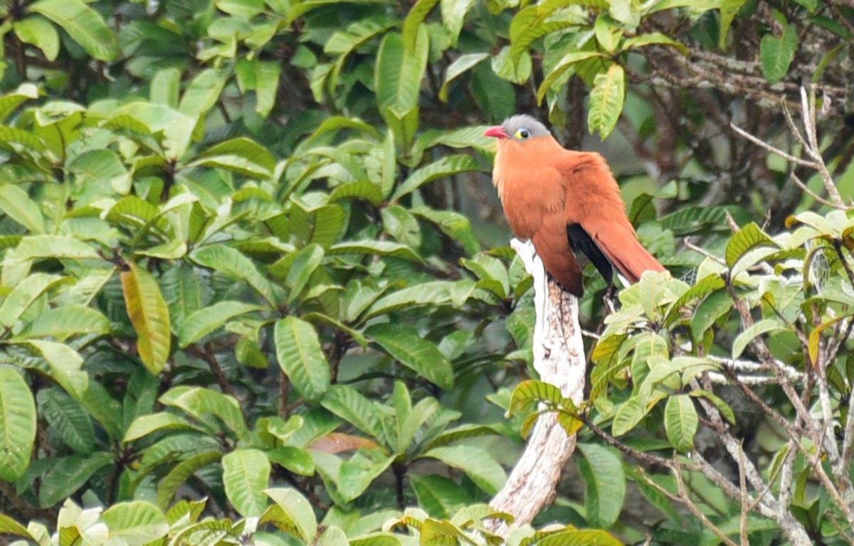 Black-bellied Cuckoo - Luiz Moschini