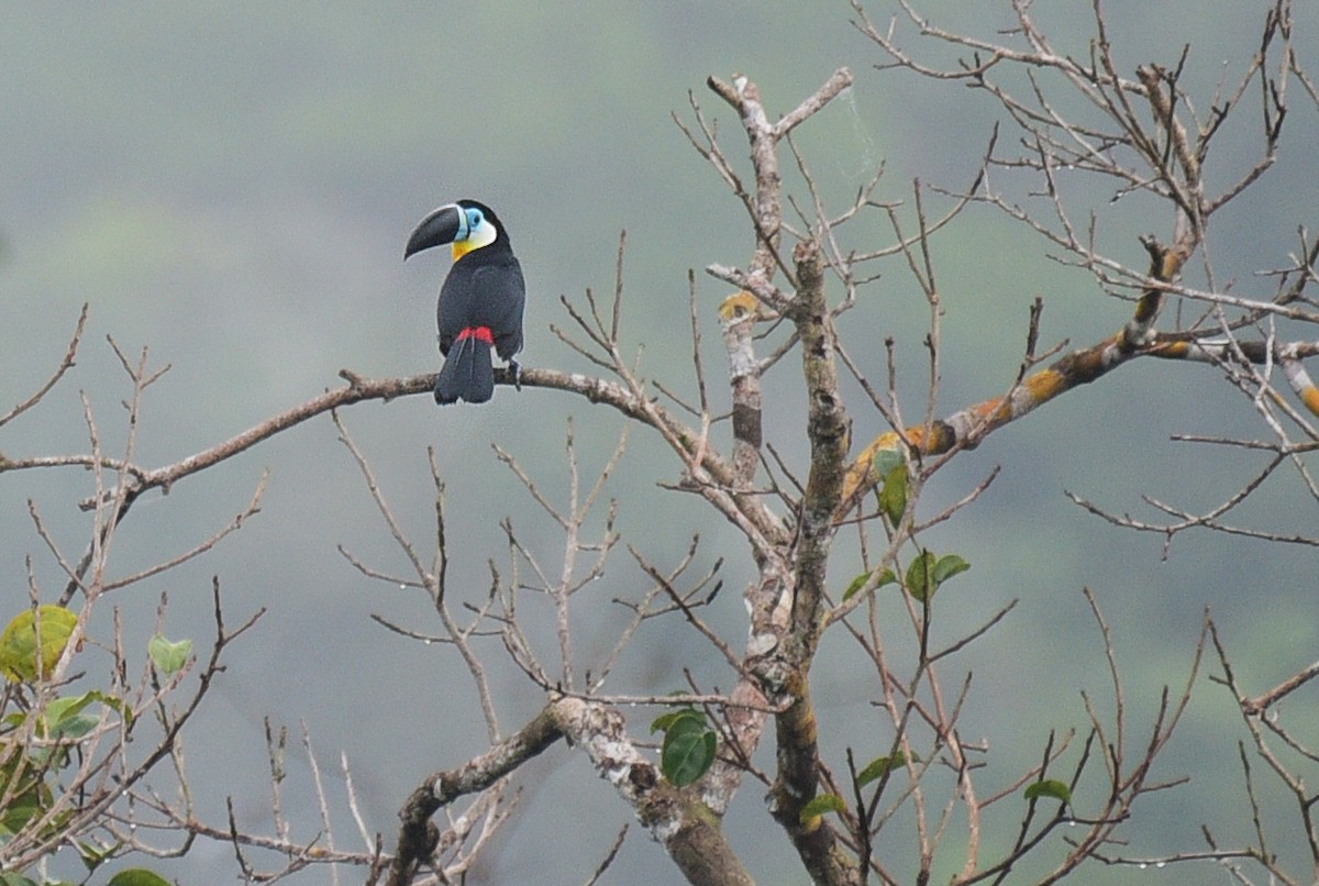 Channel-billed Toucan - Luiz Moschini