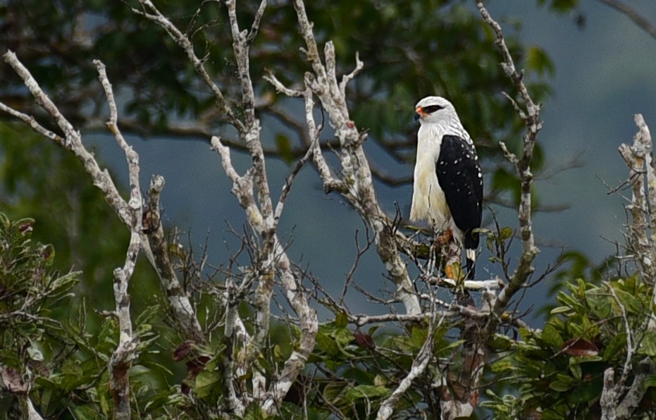 Black-faced Hawk - Luiz Moschini