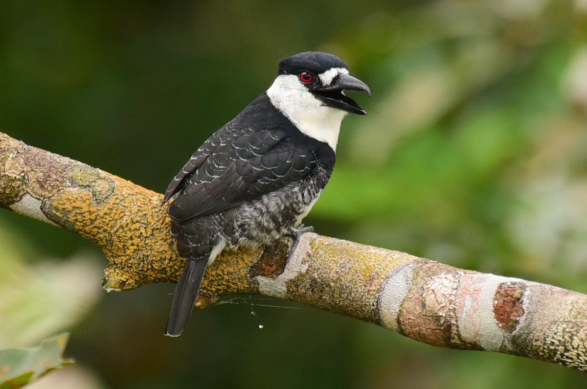 Guianan Puffbird - Luiz Moschini