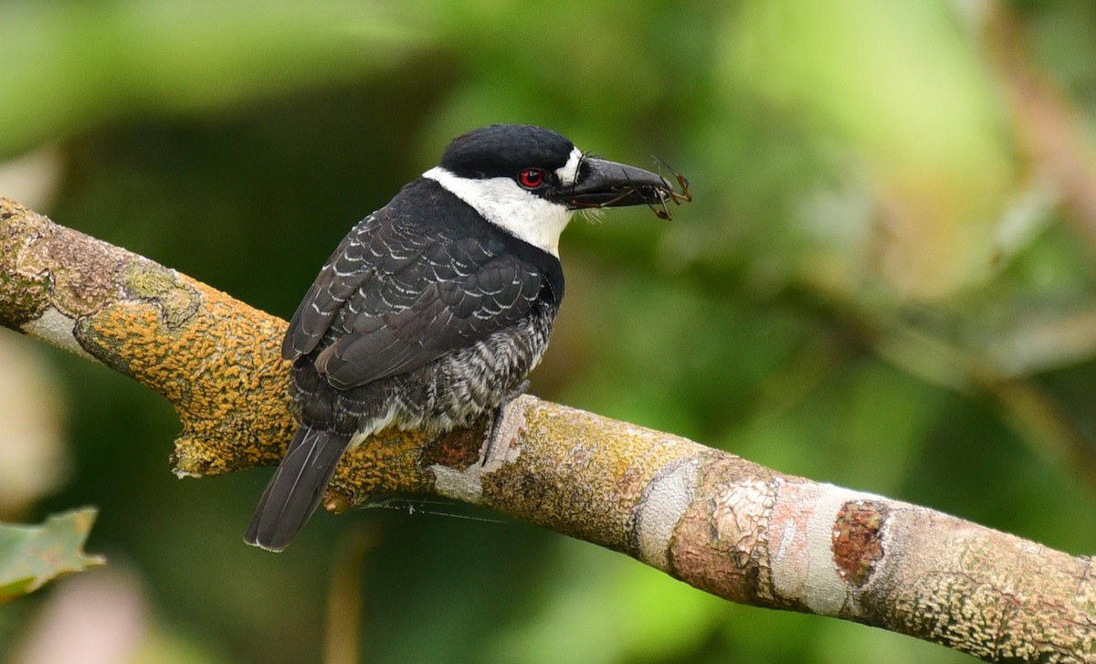 Guianan Puffbird - Luiz Moschini
