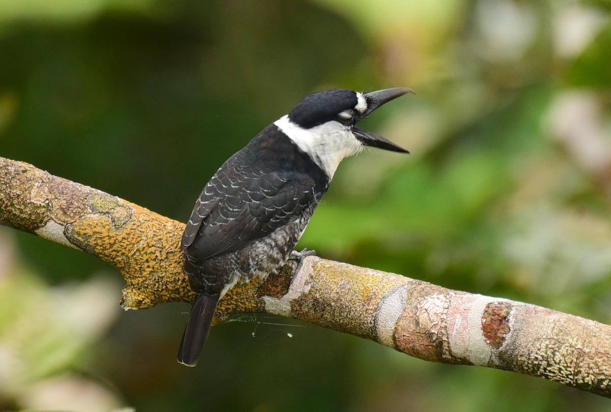 Guianan Puffbird - Luiz Moschini