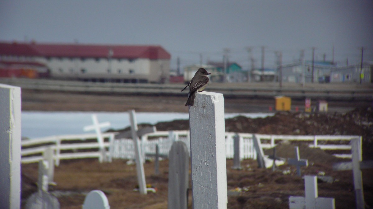 Olive-sided Flycatcher - ML103465891