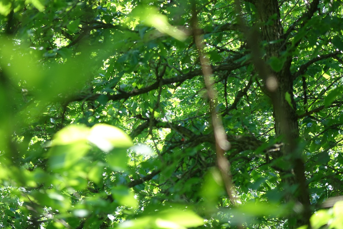 Rose-breasted Grosbeak - ML103466911