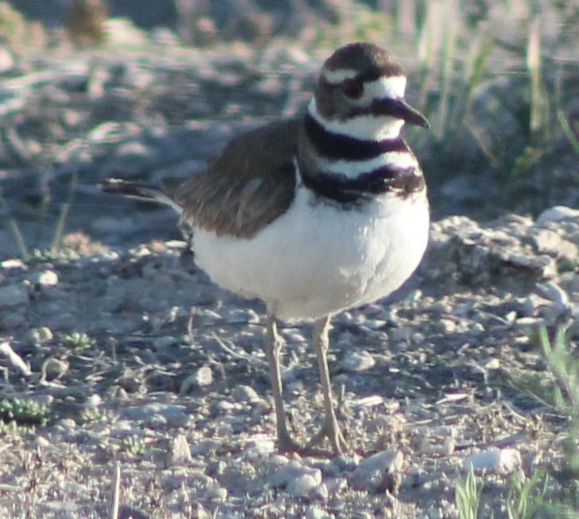 Killdeer - ML103467531