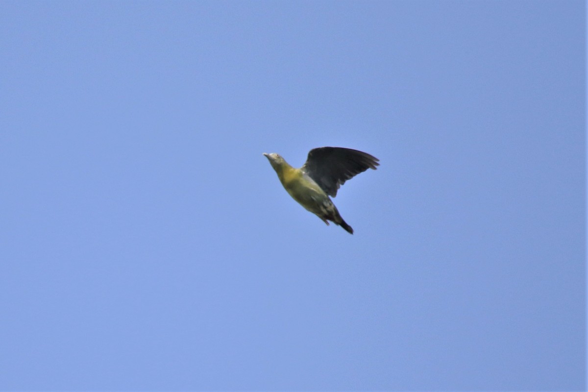 Pink-necked Green-Pigeon - Fadzrun A.