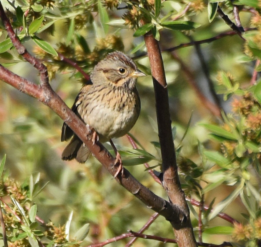 Lincoln's Sparrow - ML103469431