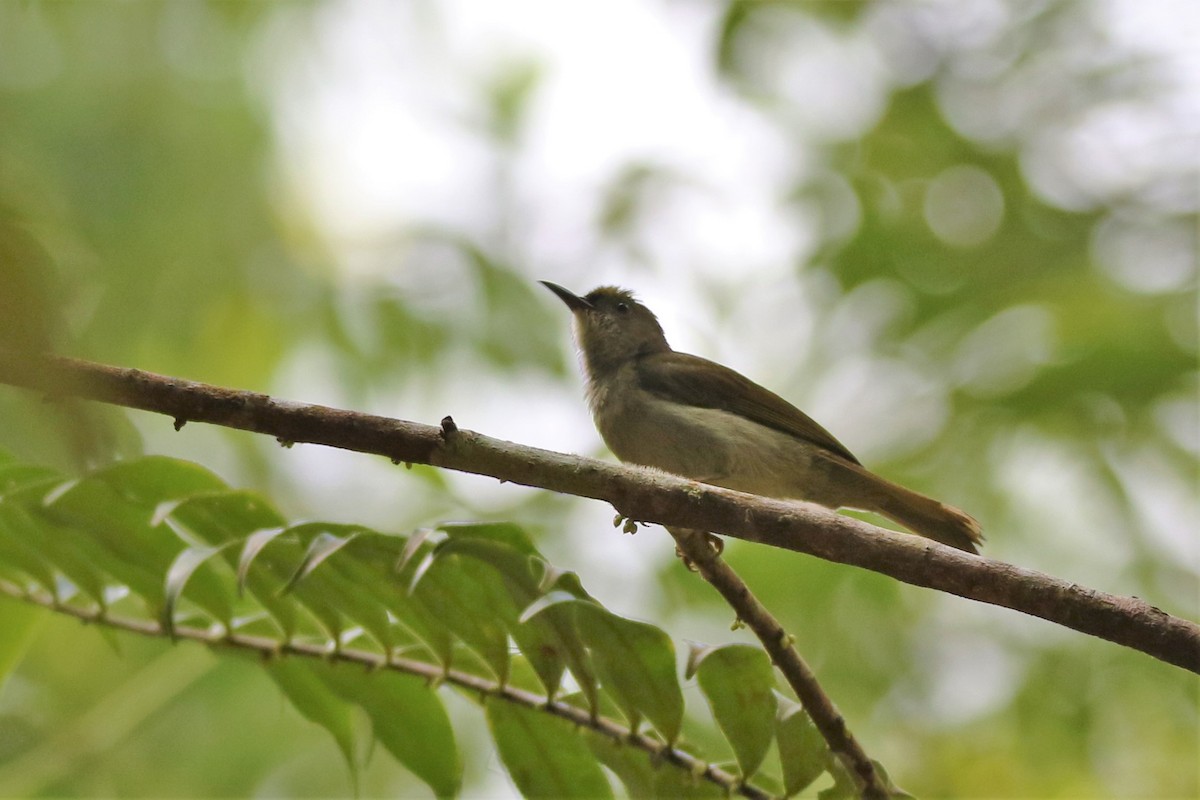 Schlichtnektarvogel - ML103469641