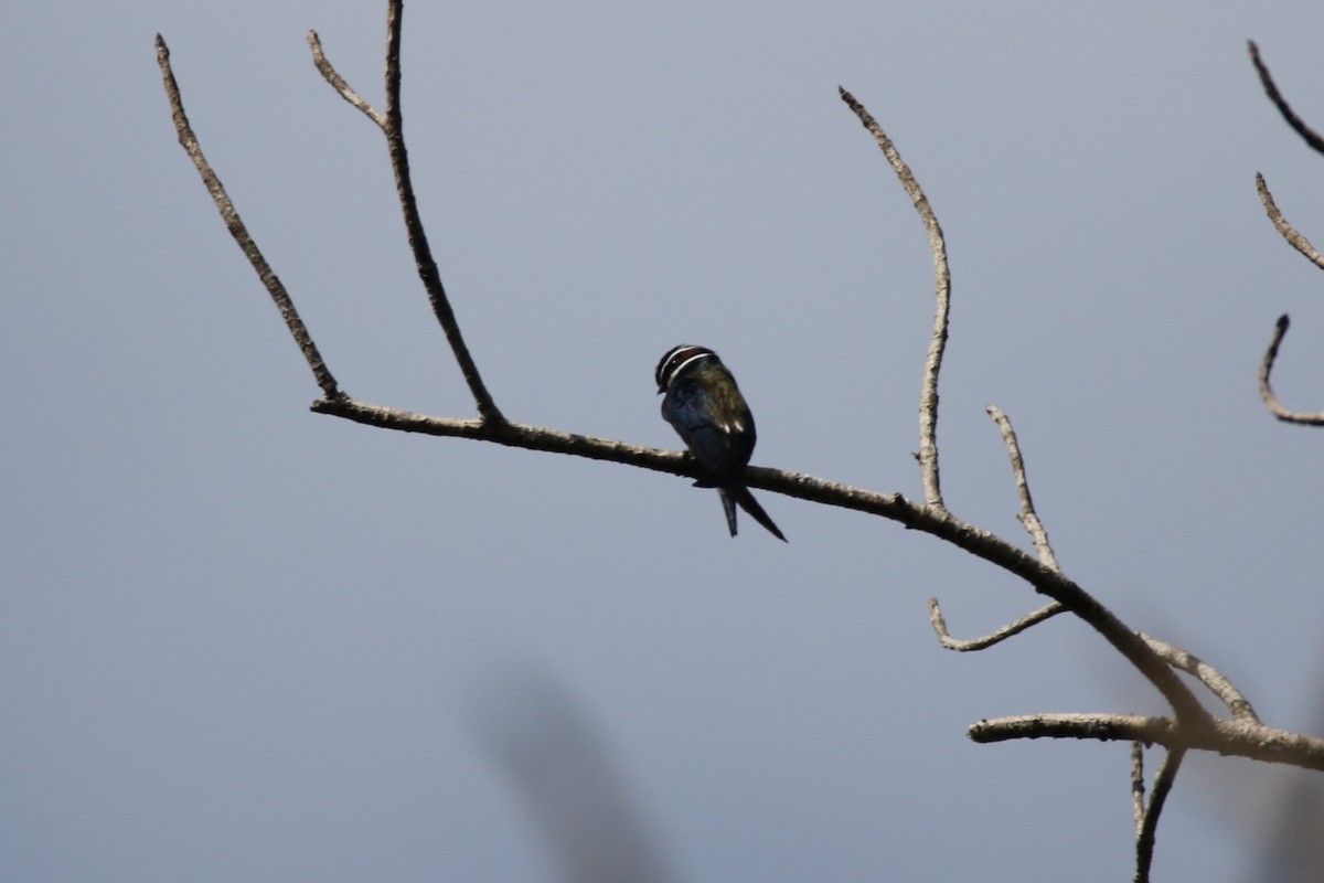 Whiskered Treeswift - ML103470241