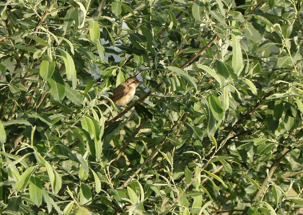 Marsh Warbler - ML103470261